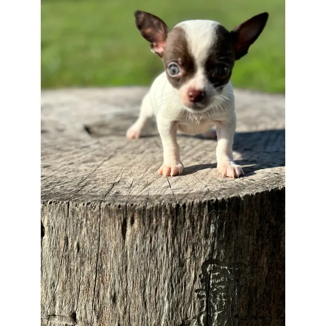 Chihuahua Macho De Pelo Largo 45 Días