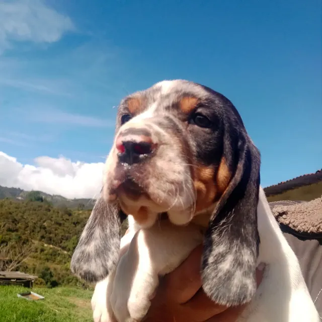 Sabueso Fino Colombiano 