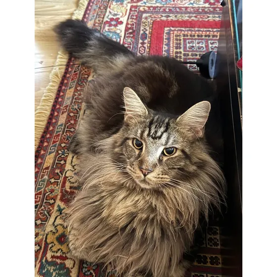 Gato Maine Coon Macho - 4 Meses, Pedigree Sim, Longo