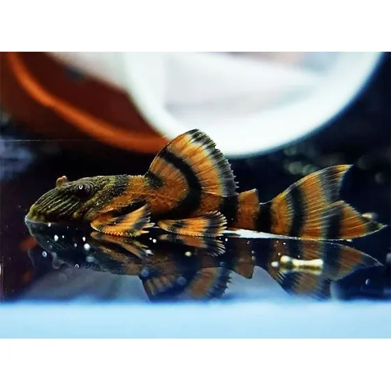 Peixe Cascudo Panagolus Vermelho L397