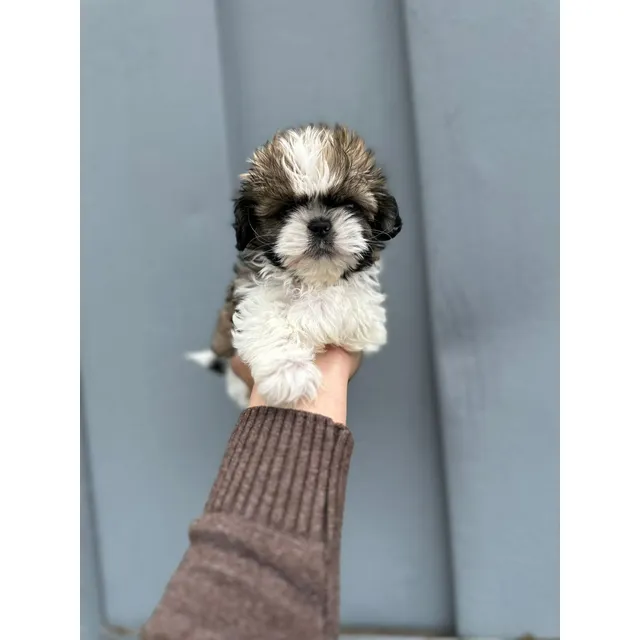 Cachorra Shih Tzu Hembra De 2 Meses, Pelaje Largo