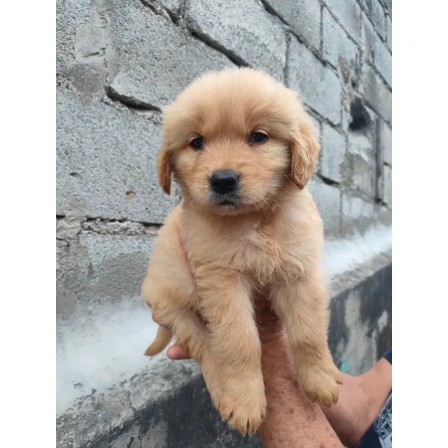 Golden Retriever Macho Los Grandes