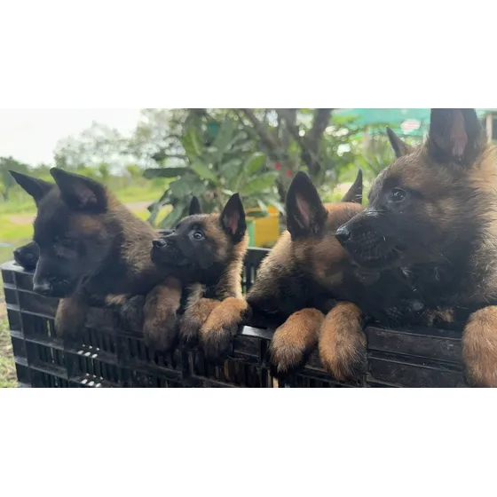 Pastores Belga Malinois 2 Meses 04 Junio 2025