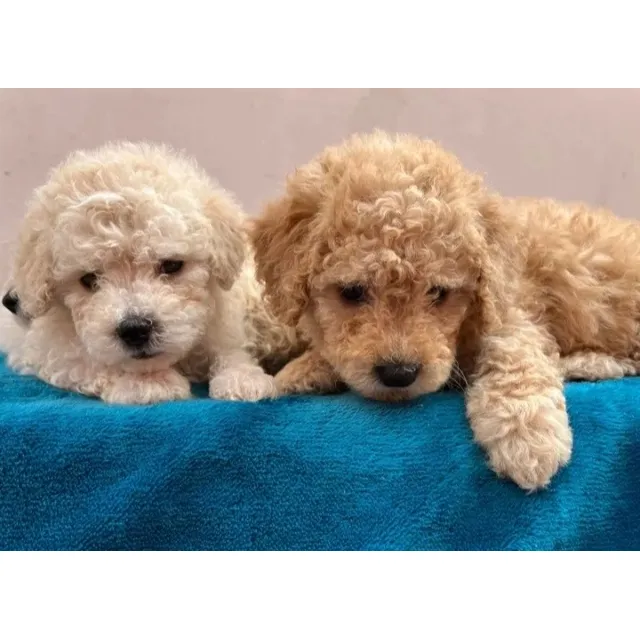 Hermosos Poodle Micro Toy