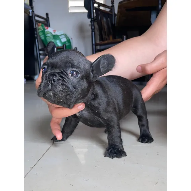 Cachorro Bulldog Francés Brindler Ojos Azules