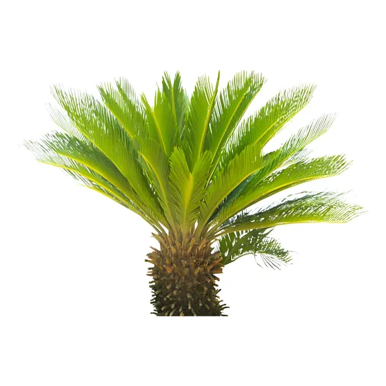 Palmeira De Cica / Sagu De Java - Muda Ornamental Grande