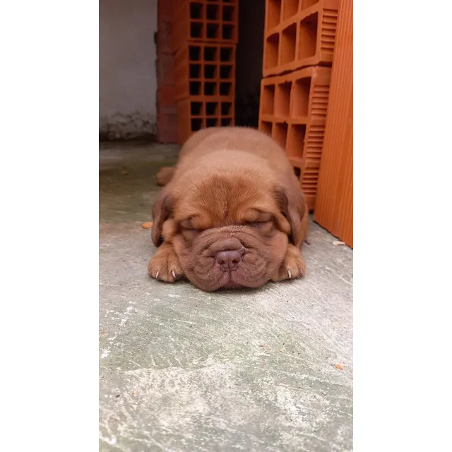 Perro Dogo De Burdeos. Cachorros Macho Y Hembra.