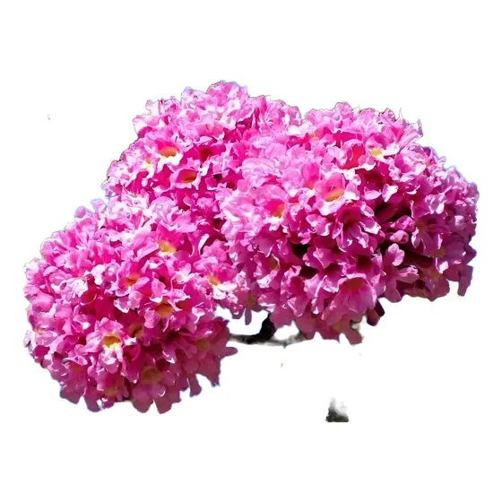 Mudas De Ipê Roxo Bola - Árvore Ornamental - Linda!