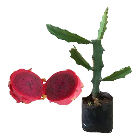 Muda De Pitaya Vermelha - Já Com 80cm Em Fase De Produzir