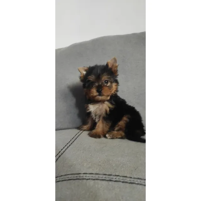 Yorkshire Terrier Macho