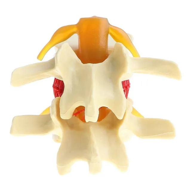 Modelo De Disco Lumbar De La Columna Vertebral Humana