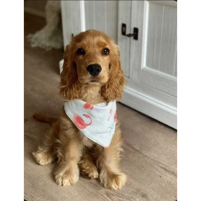 Cocker Spaniel Cachorros Auténticos Garantizados 