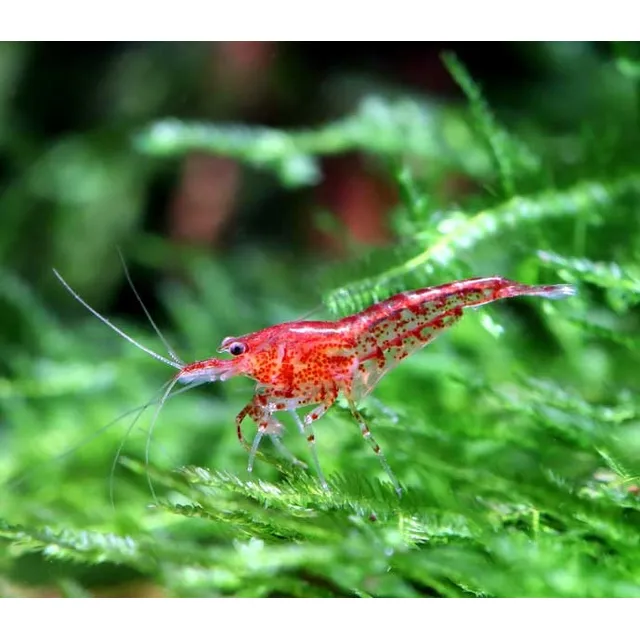 Gambas Red Cherry De Acuario