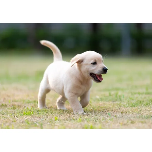 Cachorros Labrador Retriever Perros Bucaramanga Cucutá