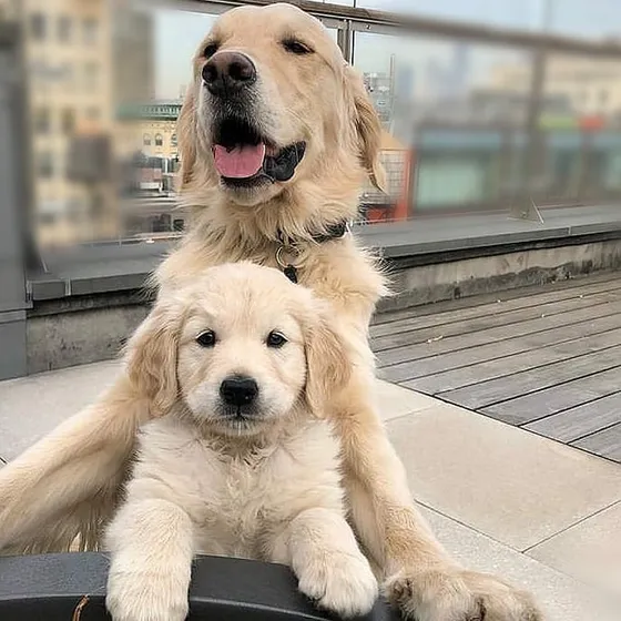 Golden Retriever Con Obra Social Y Garantia - Criadero Tribu