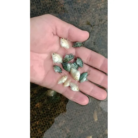 5 Un Papagaio Blue Ou Polar | 2 A 3 Cm Peixe Ornamental