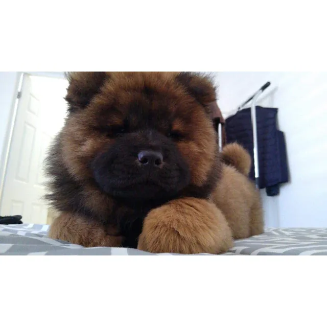 Hermosos Cachorritos Chow Chow