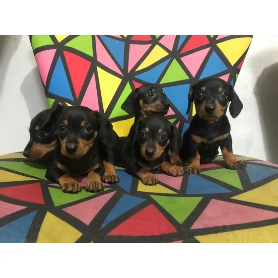 Filhotes Basset  Dachshund (salsichinhas) Machos E Fêmeas