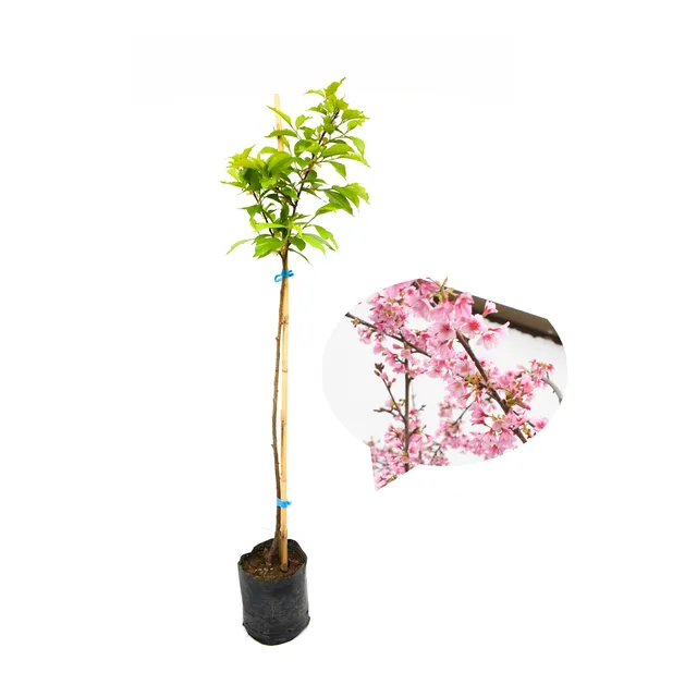 Cerezo Japones (80cm - 99cm) Sakura Arbol Original Planta