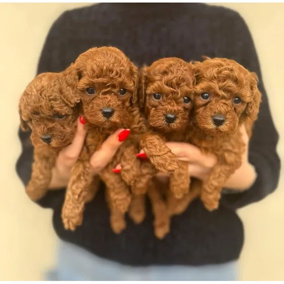 Cachorros Caniches Mini Micro Toy Rojos Exóticos