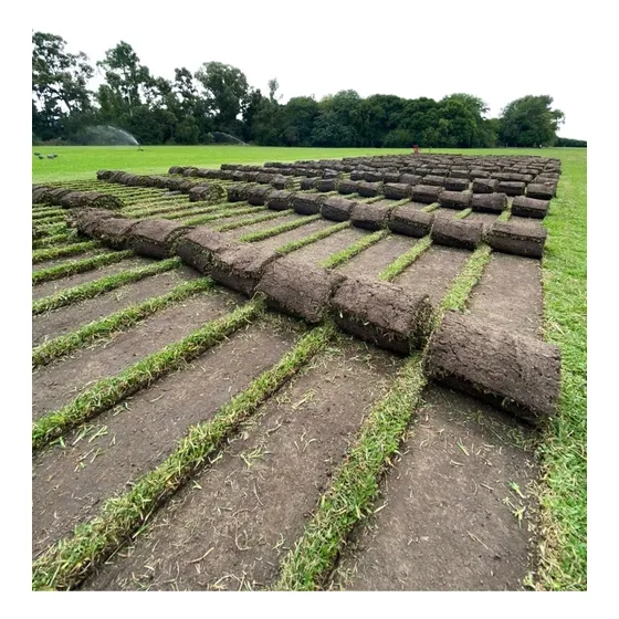 Grama Bahiana En Rollos - Productores