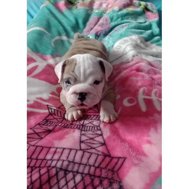 Cachorros Bulldog Ingles