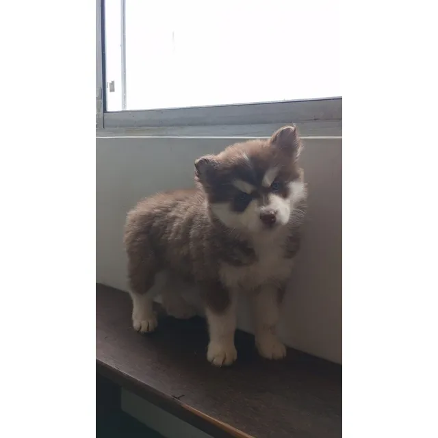 Perros Cachorros Pomsky Lobo Miniatura Tunja Riohacha Mini