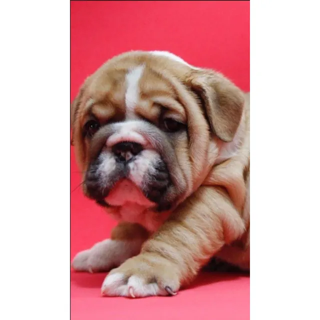 Bulldog Ingles Bull Dog  Cachorros Cali Medellín Bogota 