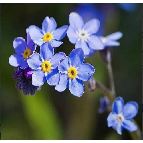 Semillas De Myosotis - No Me Olvides De Los Alpes.