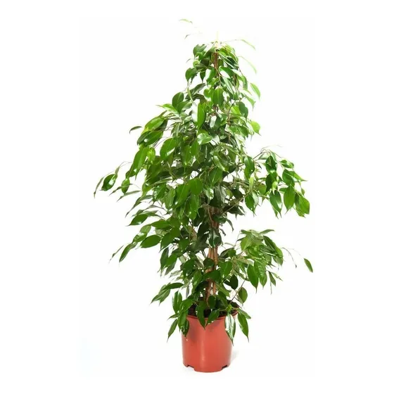 Ficus Benjamina Matapalo Arbol Benjamin X3lts!