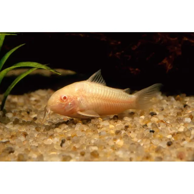 Remato Ultimas Corydoras Albinas Limpiadoras Precio X Mayor