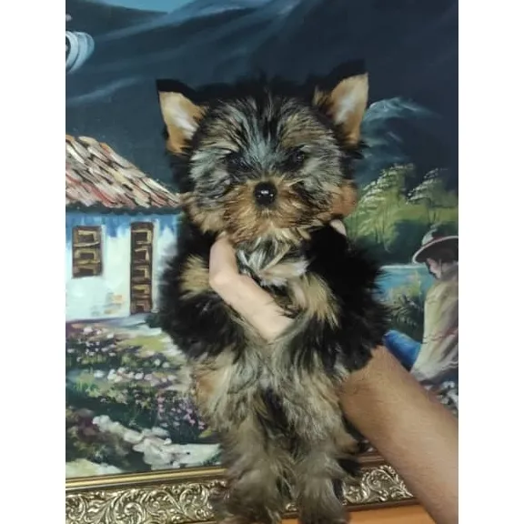 Cachorra De Yorkshire 