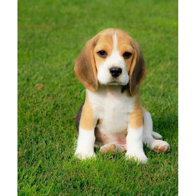 Cachorros Beagle Perros Medellín Bogotá Cali Barranquilla