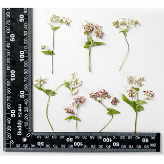 Juego De 12 Fundas De Teléfono Con Flores Secas De Trigo Sar Juego De 12 Fundas De Teléfono Con Flores Secas De Trigo Sar