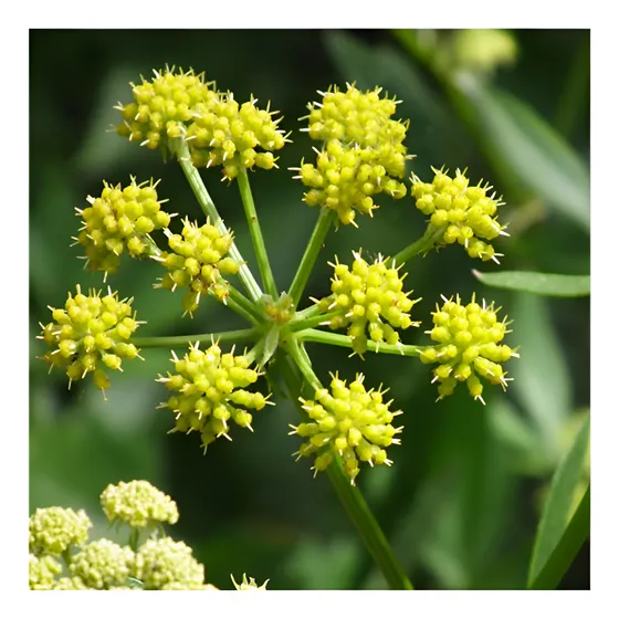 Semillas De Levistico 100% Naturales - Levisticum Officinale