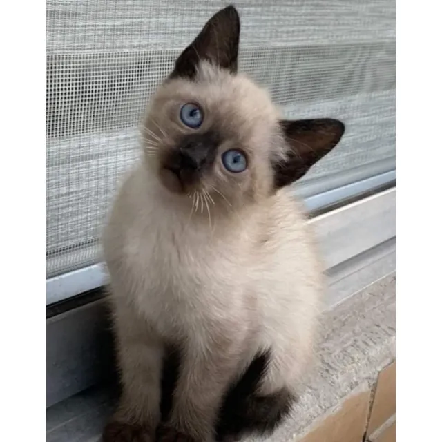Siames Puros Bebés Hermosos Beige