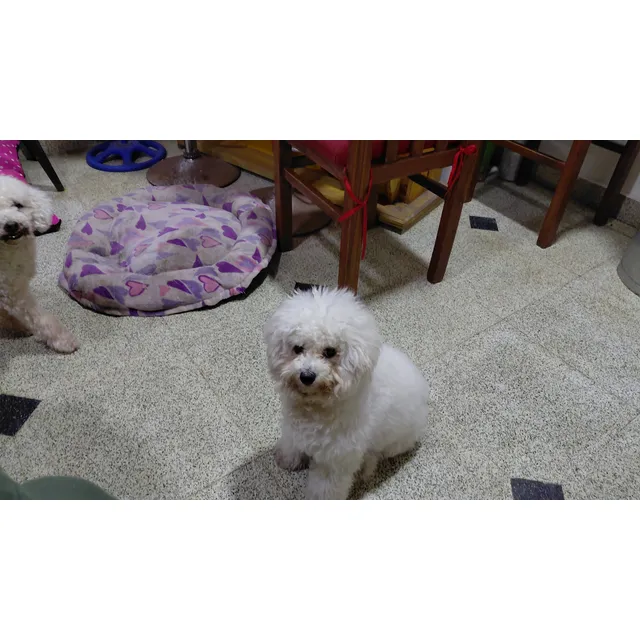 Cachorros Cruza Bichon Frise Y Caniche Toy