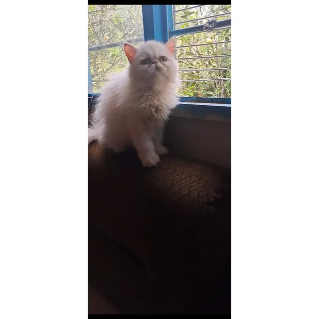 Hermosa Gata Persa Blanca Medellín Bogotá Cali Cartagena