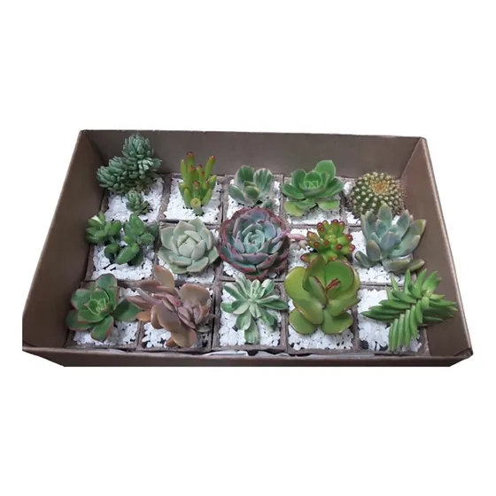 15 Plantas Suculentas Y Cactus En Macetas Biodegradables