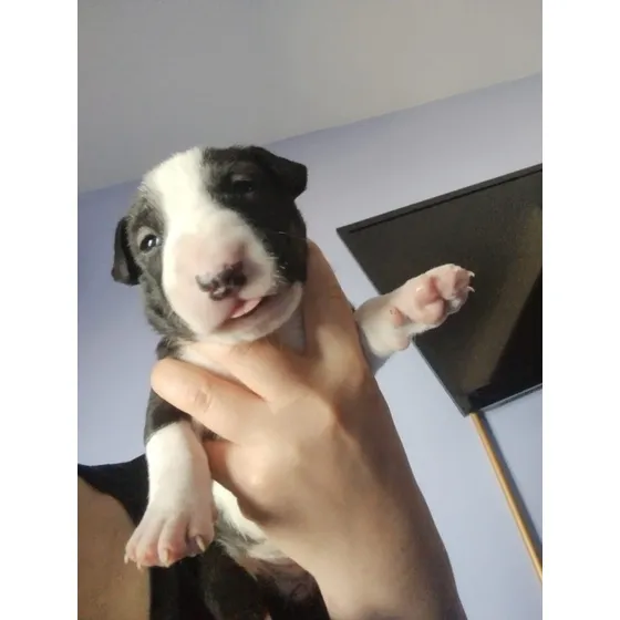 Bull Terrier Cachorros 
