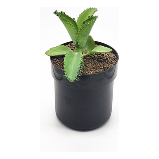 Caixa Com Chave Para Vaso De Armazenamento Criativo Caixa Com Chave Para Vaso De Armazenamento Criativo