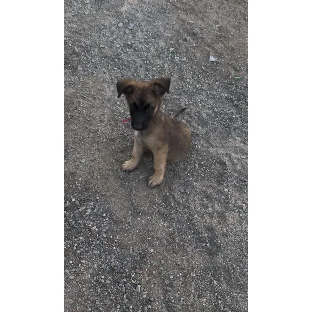 Pastor Belga Malinois