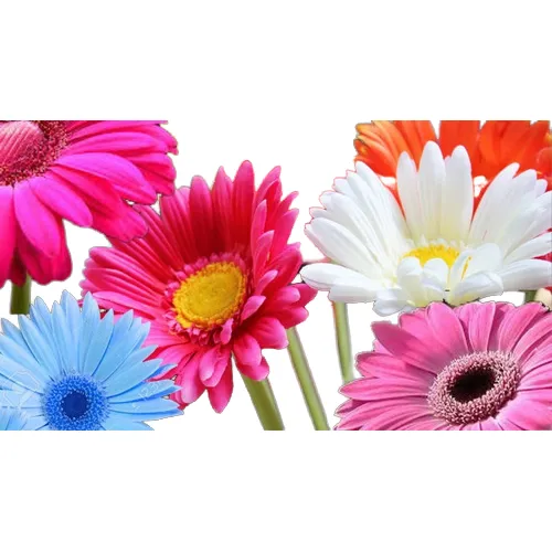 Gerberas Sortidas 100 Sementes Originais + Brinde