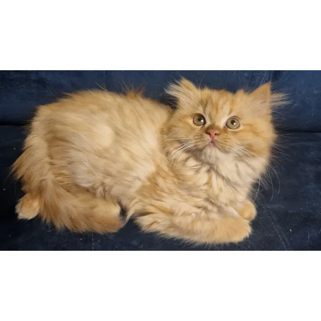 Gatito Persa 