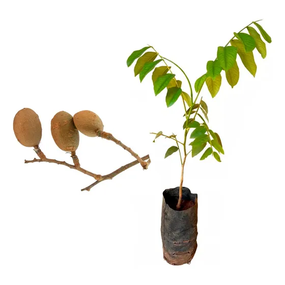 Muda De Baru Altura De 0,40 Cm A 0,80 Cm 