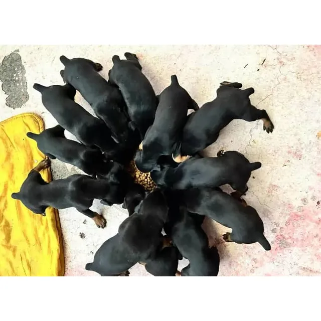Cachorros Doberman Alemán Puros