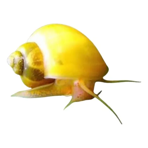 Ampularia / Curbicula /caramujo (pomacea Diffusa) 1 Unidade