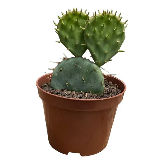 Cacto Opuntia Macrocentra Violacea Planta Natural Decoração 