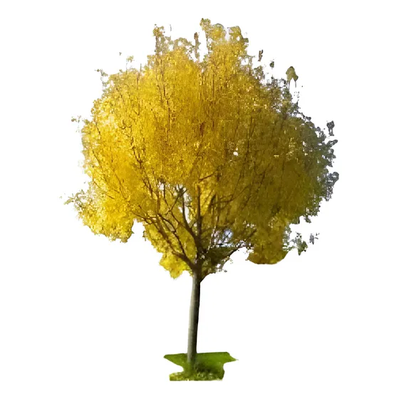 Fresno Dorado Arbol, E.gratis Caba - Gba Vivero Hab.senasa