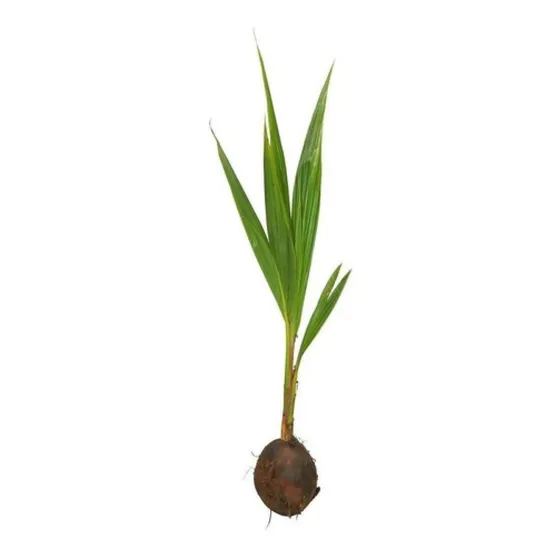 Linda Muda De Coco Anão 